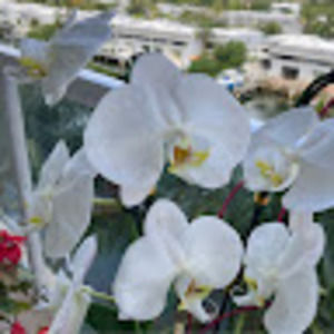 Meet your Posher, Lessia